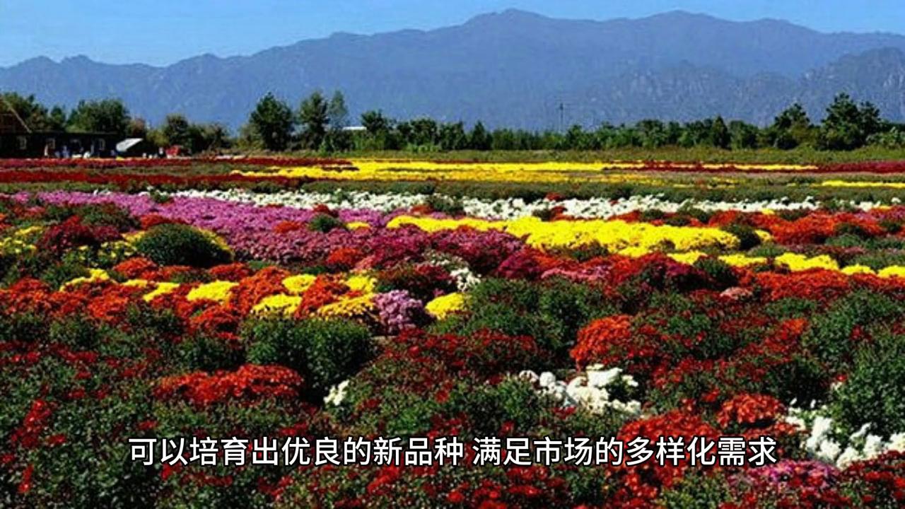 未来几年苗木前景怎样,未来十年苗圃什么苗最有前景