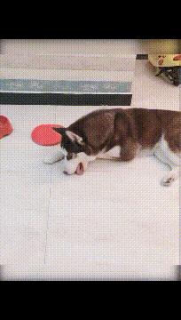 新娘是真的漂亮啊,新娘是真的漂亮谁敢娶回家gif