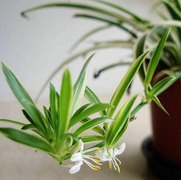 哪种绿植适合室内养对人体好,室内养绿植会增加负氧离子吗