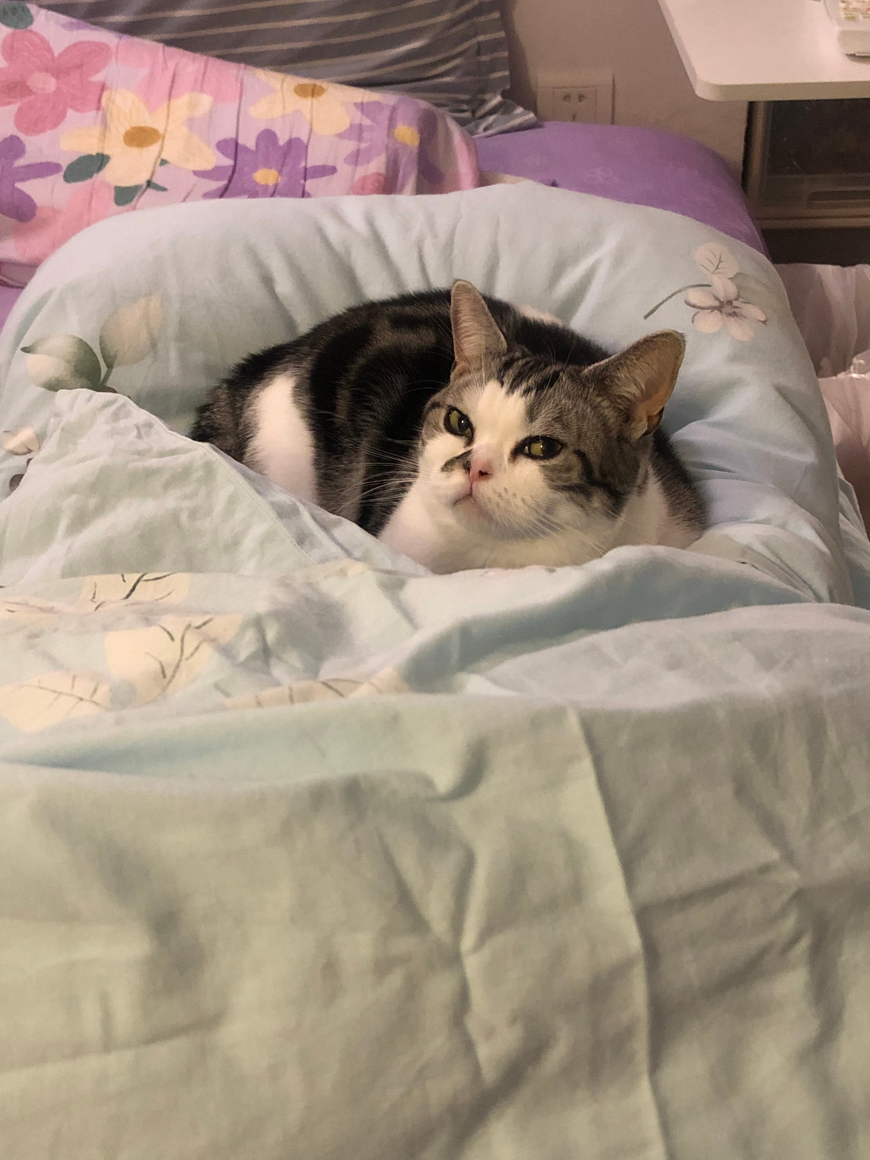 一只活得让人羡慕的猫,德文猫养育一只黄猫