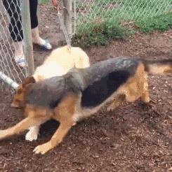 如何养好一只德牧,养德牧最省钱的方法