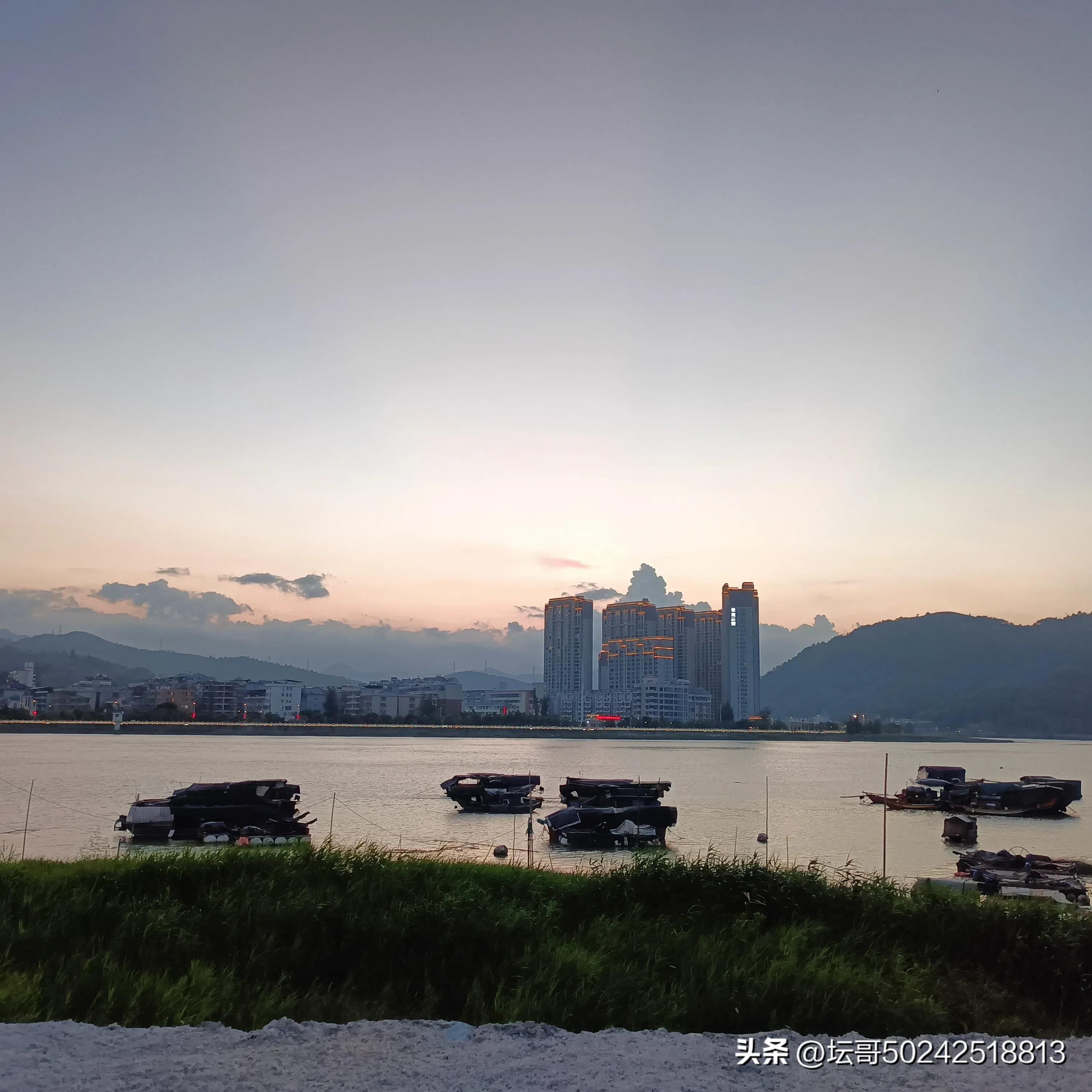 赛岐凤尾鱼价格,赛岐凤尾鱼