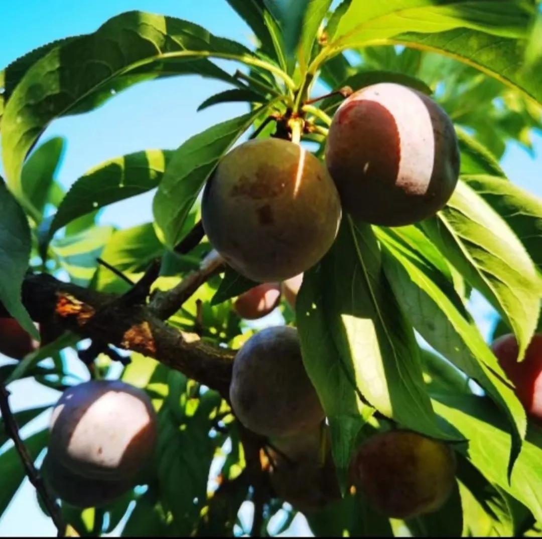 家乡的空心李子,家乡的李子又酸又脆