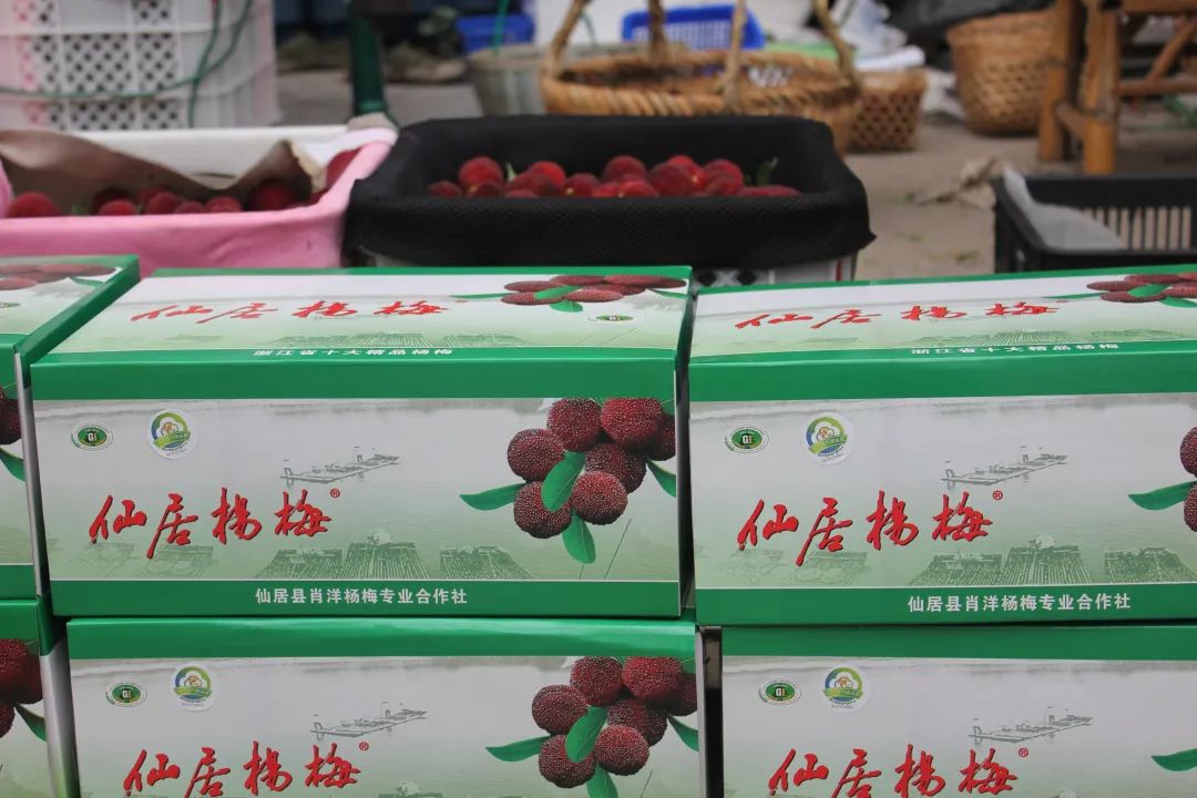 杨梅生活在什么气候中,东魁杨梅生长气候