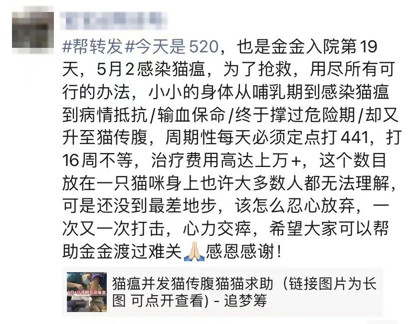 爱它，请不要放弃它！猫传腹不等于判死刑