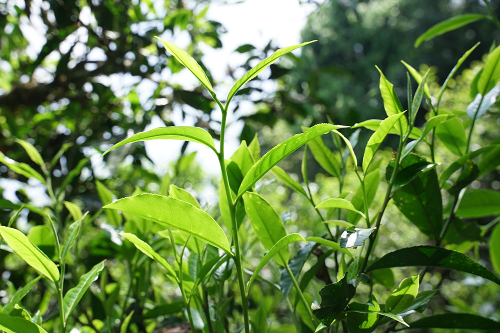 南糯山上的普洱茶香，云雾缭绕适宜古茶树生长