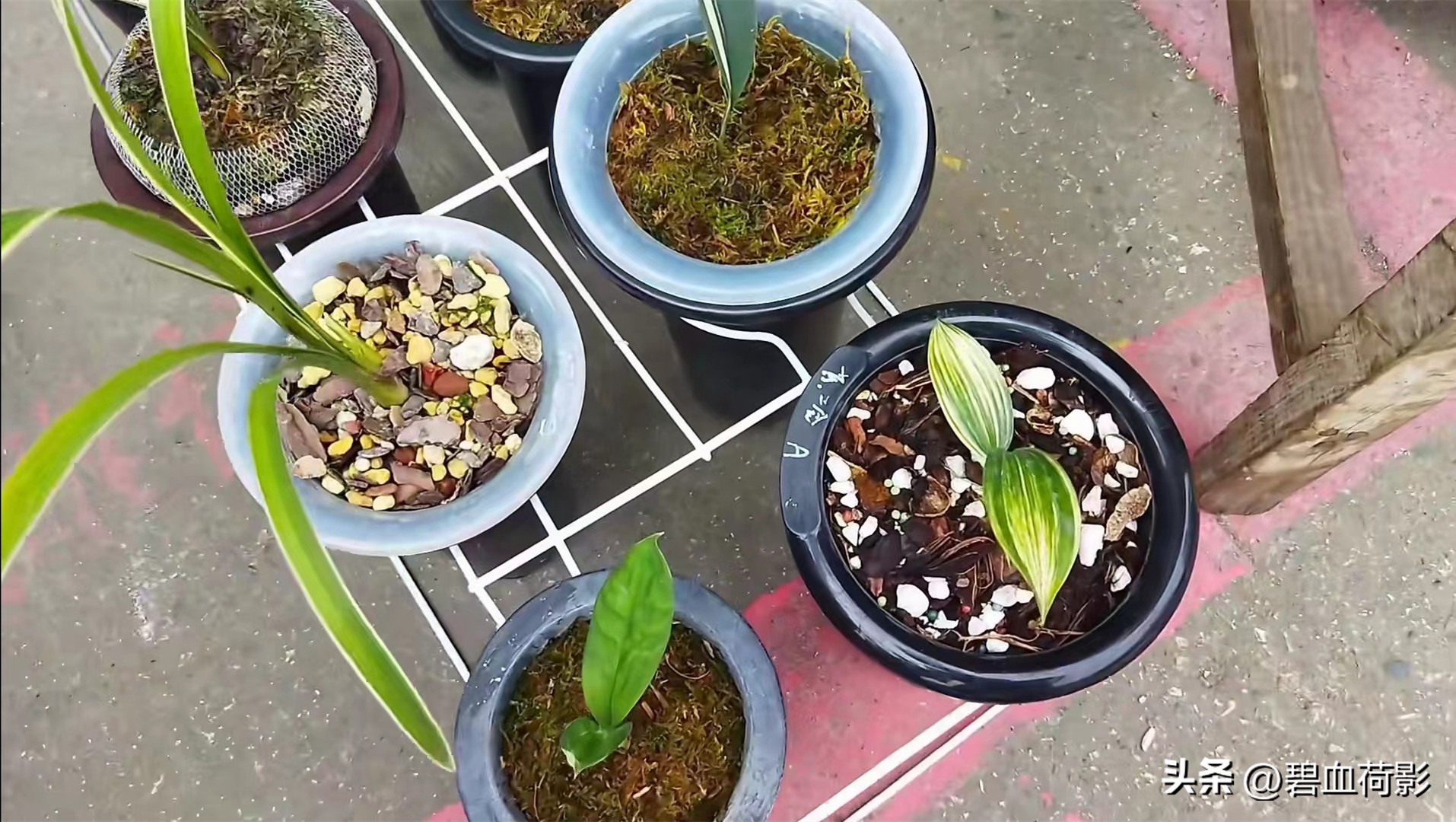 兰市低迷兔耳兰却一家独大,兰友要不要跟风投资?你需要明白五点