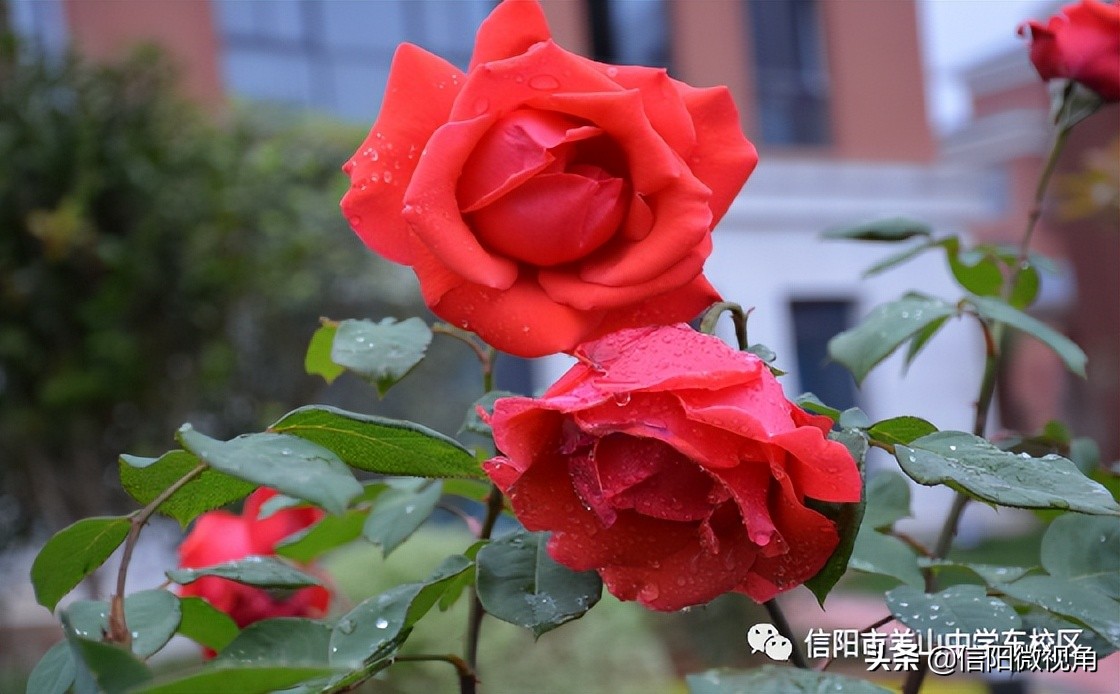 信阳文化渗透,信阳羊山中学传统文化