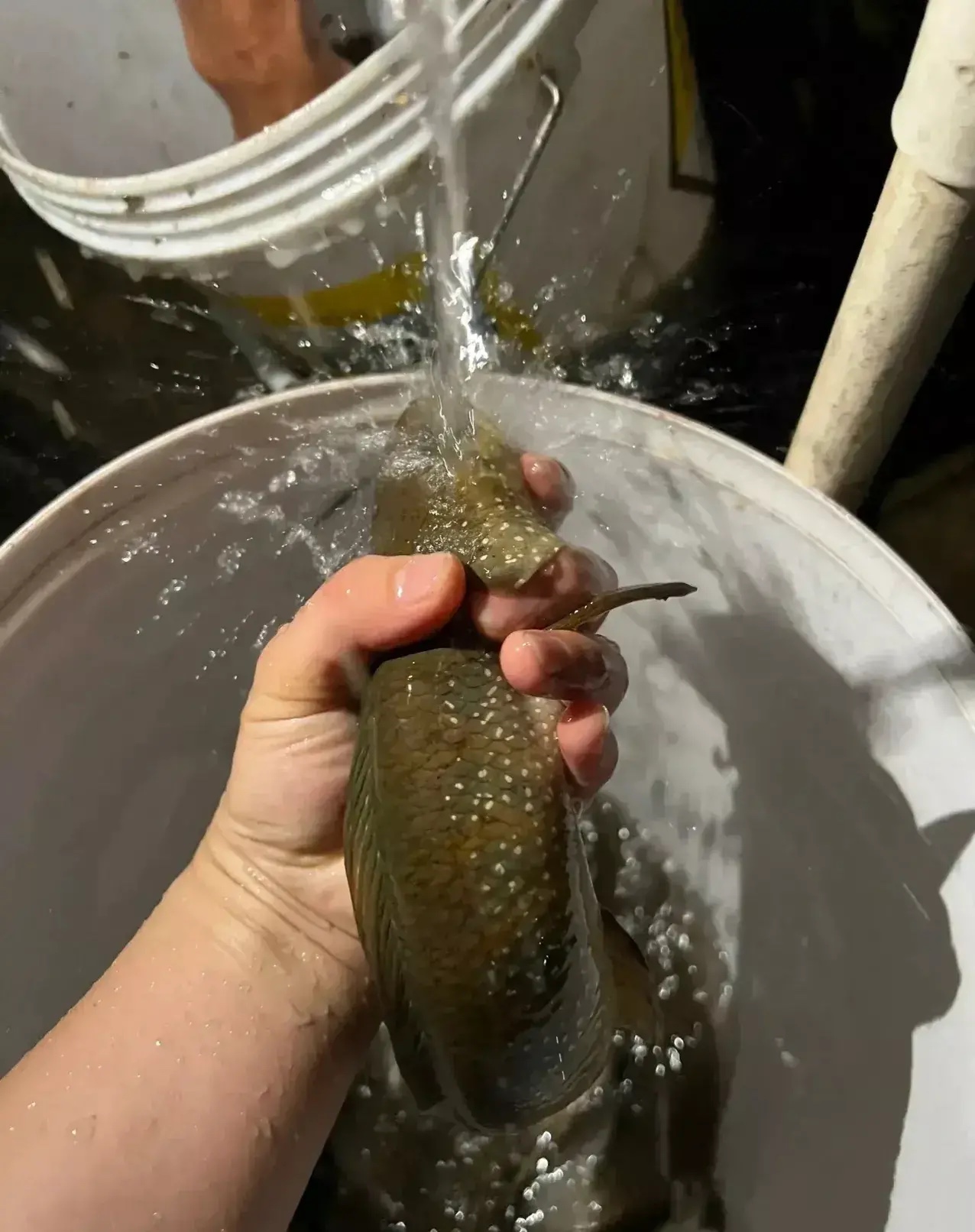 广西老乡在池塘捕获大量花星鱼，广东网友：太羡慕了，这鱼可好吃