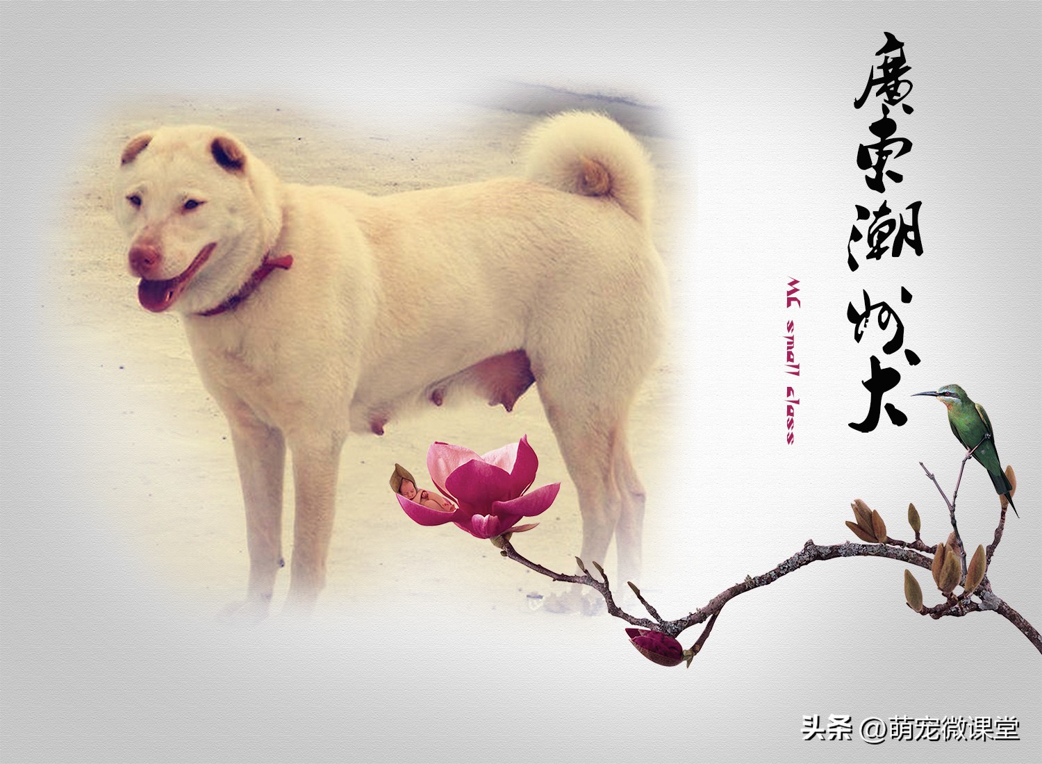 盘点我国本土犬种，有没有你们家乡的犬种？