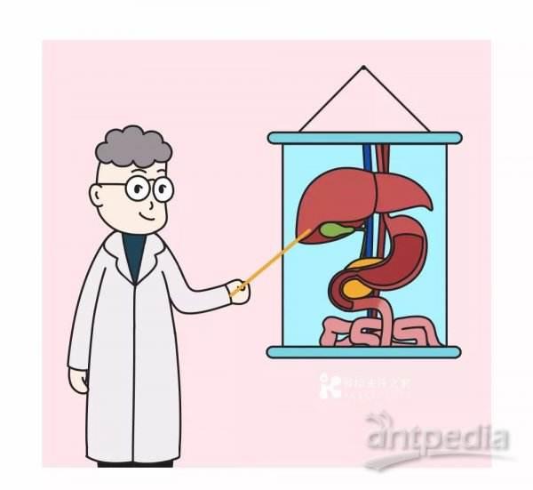 脾大就是肝硬化吗,脾大就是肝病吗