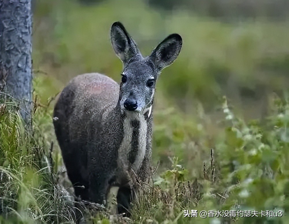 这个牌子的香水有什么特别之处吗,这个牌子的香水怎么样