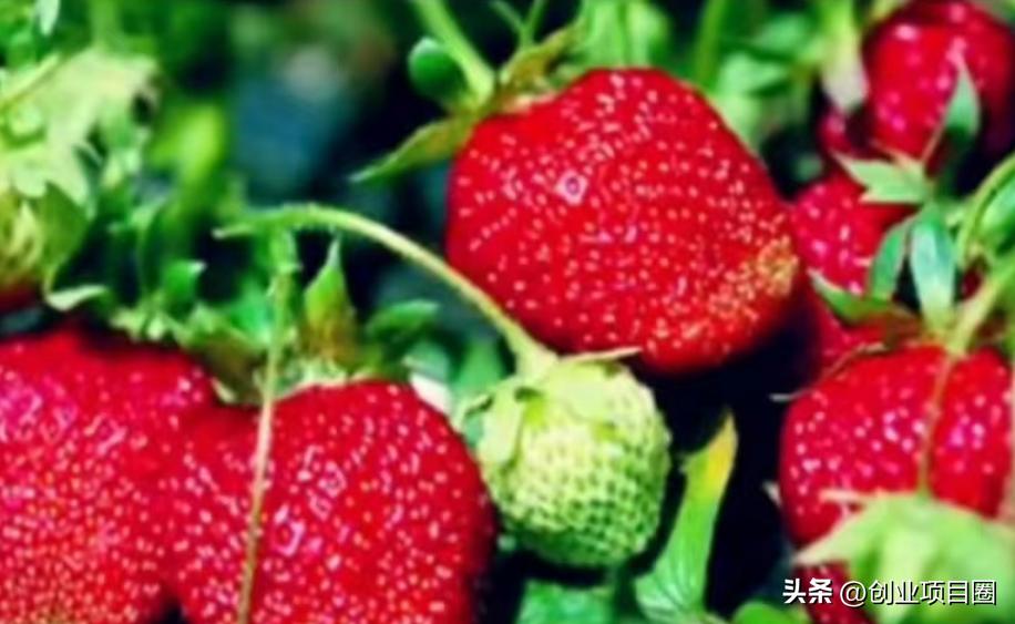 农村致富在一年之内出效益的项目,农村人致富选择种植好项目