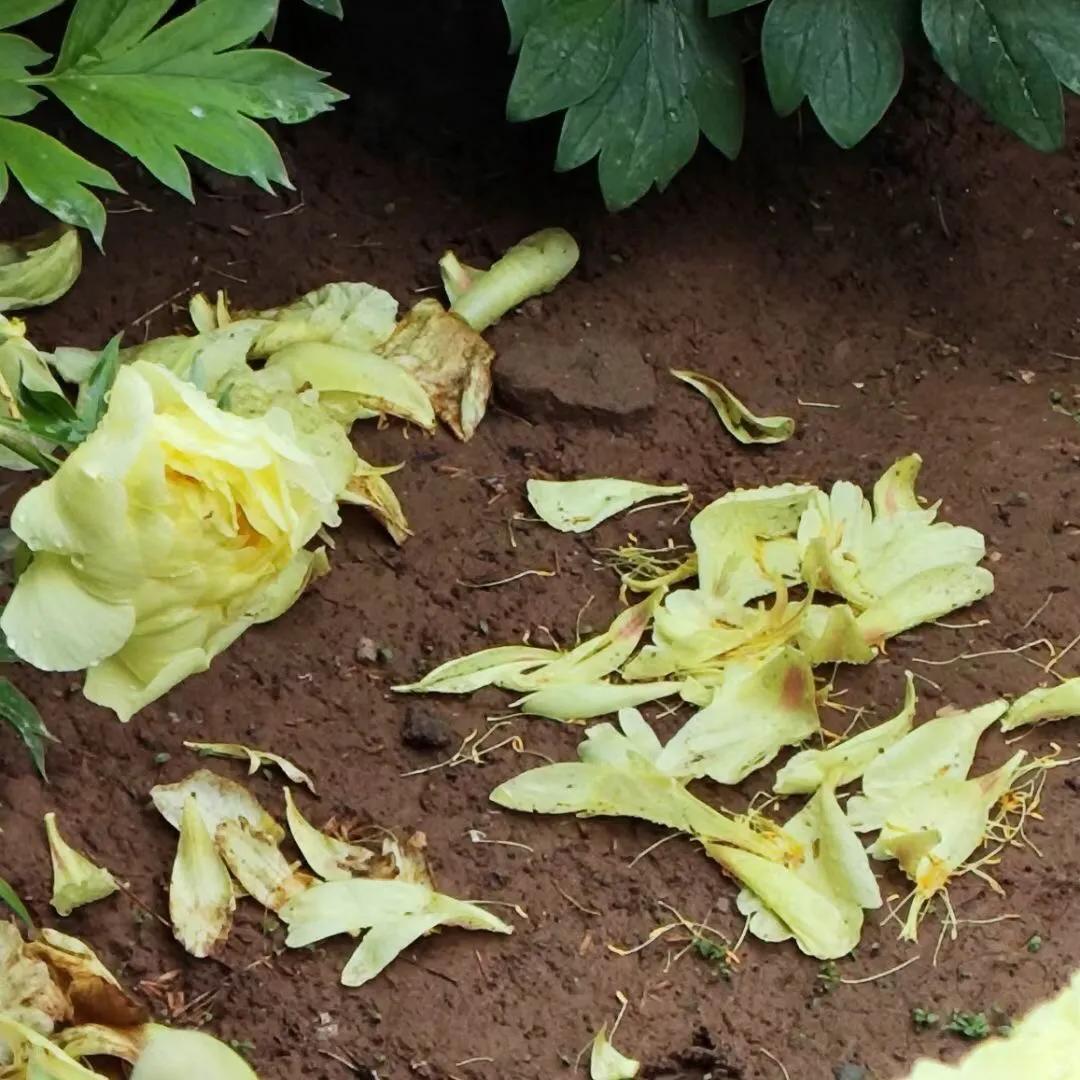 七律赞刘氏,七律赞兰花