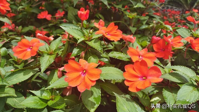 凤仙花种子,凤仙花怎么养