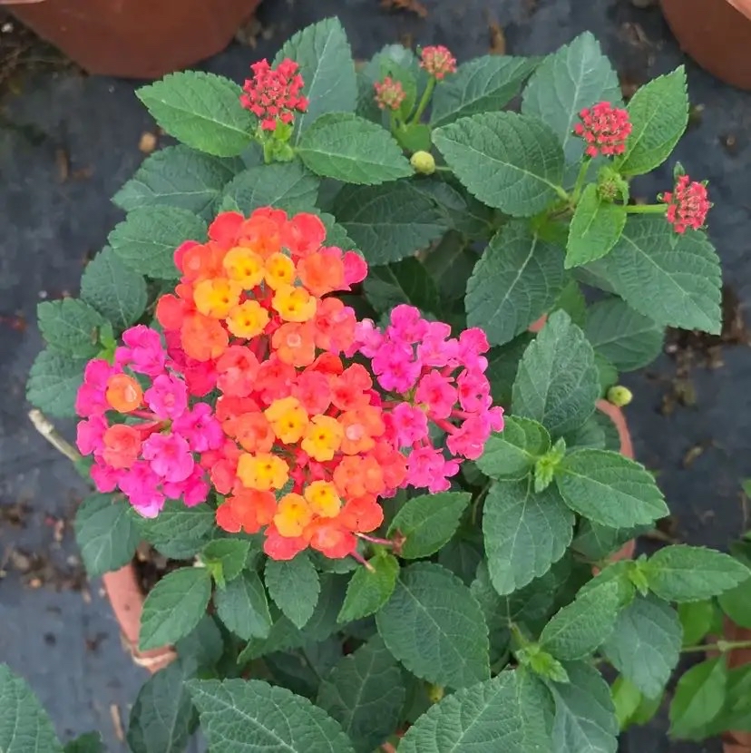 怀孕后卧室里不可以养绿植,哪些花草孕妇不能养在家里面