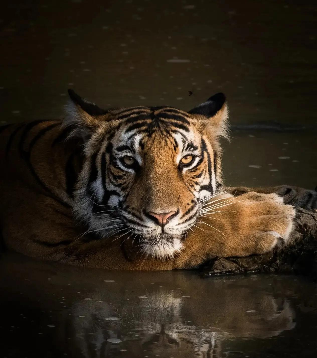 猛虎潜深山长啸自成风出自哪里,猛虎潜深山长啸自生风打一生肖