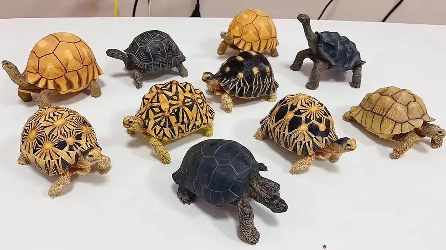 奇妙的陆龟,奇妙的小陆龟