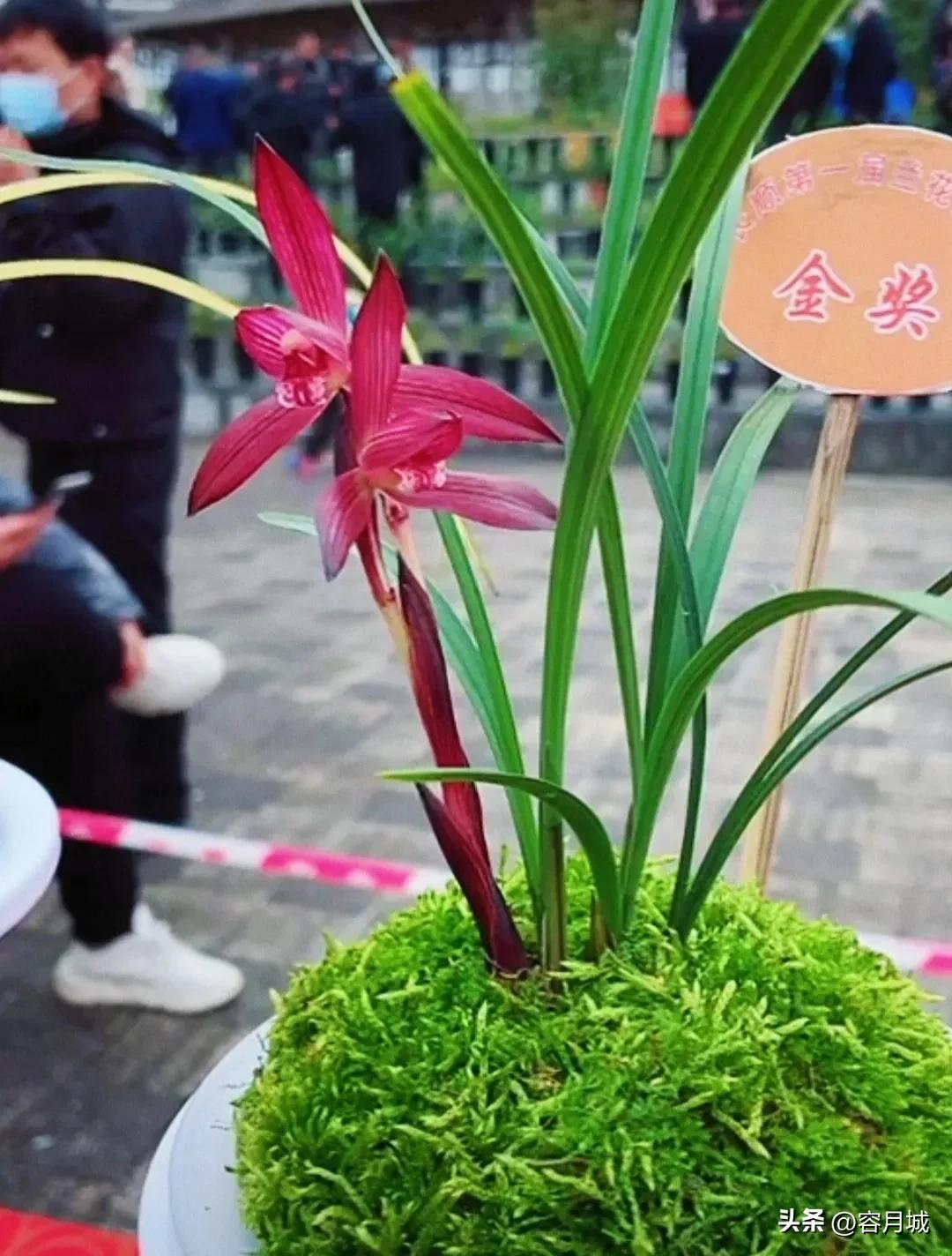 名贵兰花前十名,什么兰花被称为牢底坐穿兰