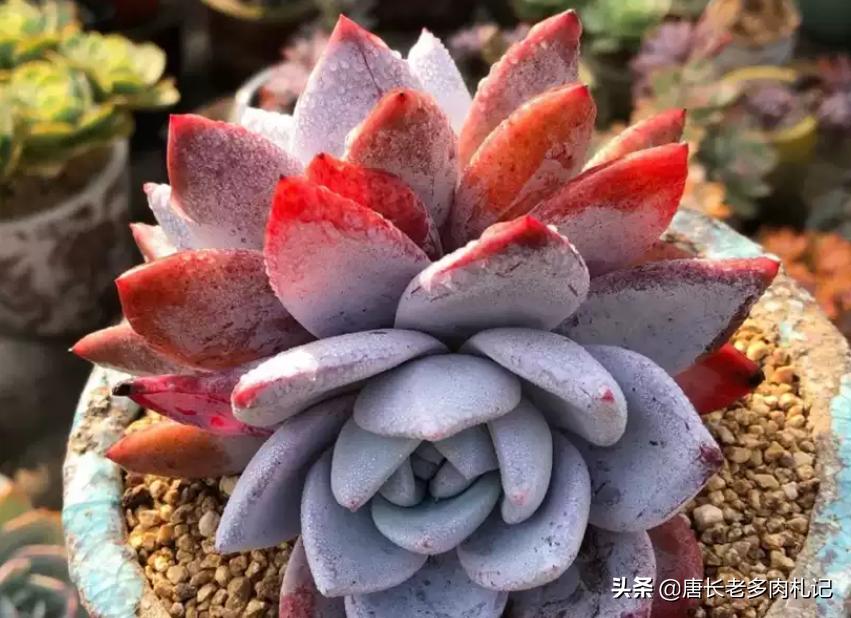 多肉嫦娥，本身是很优秀的品种，但奈何现在以冒充橙梦露为生