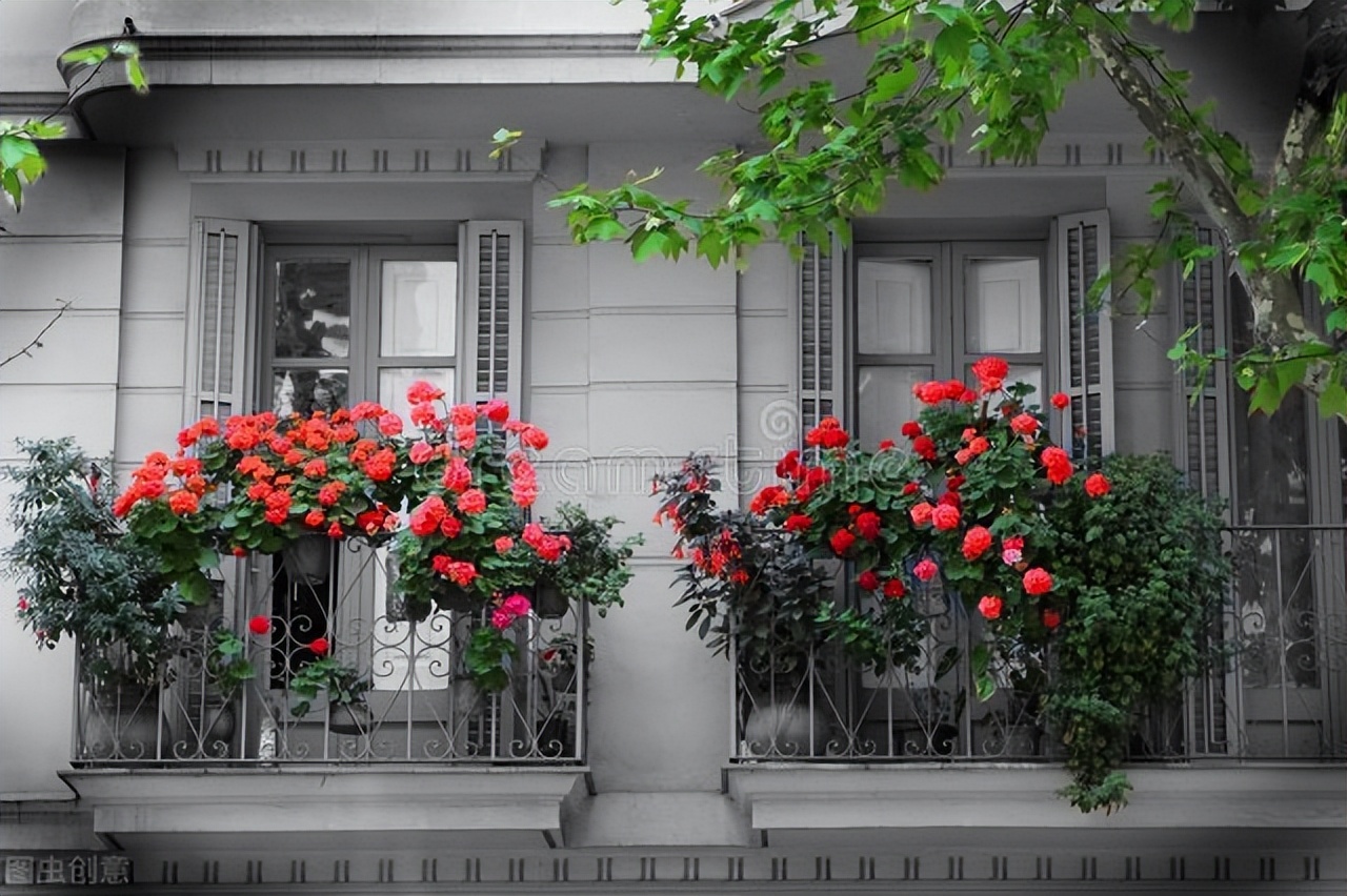 适合阳台养光照少的花四季开花,适合阳台上一年四季好养的花