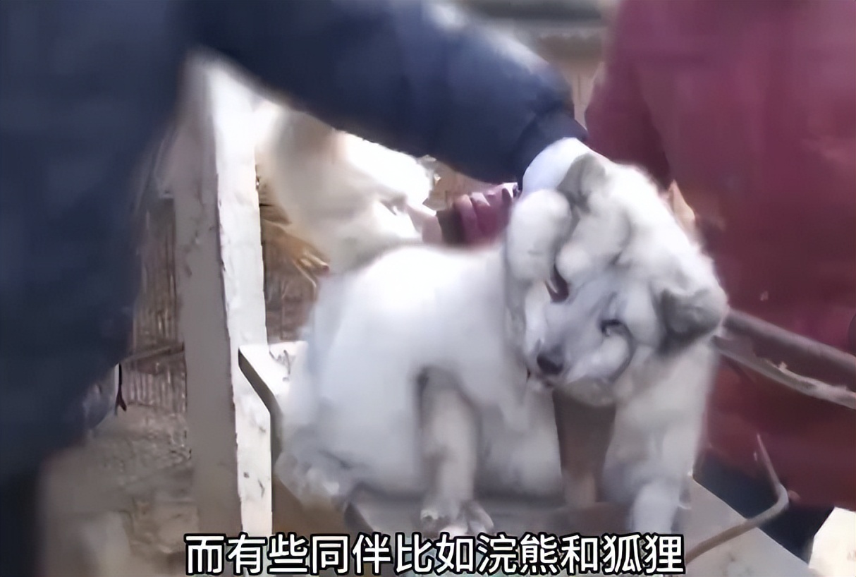 为何穿裘皮的越来越少,为什么人们穿皮草