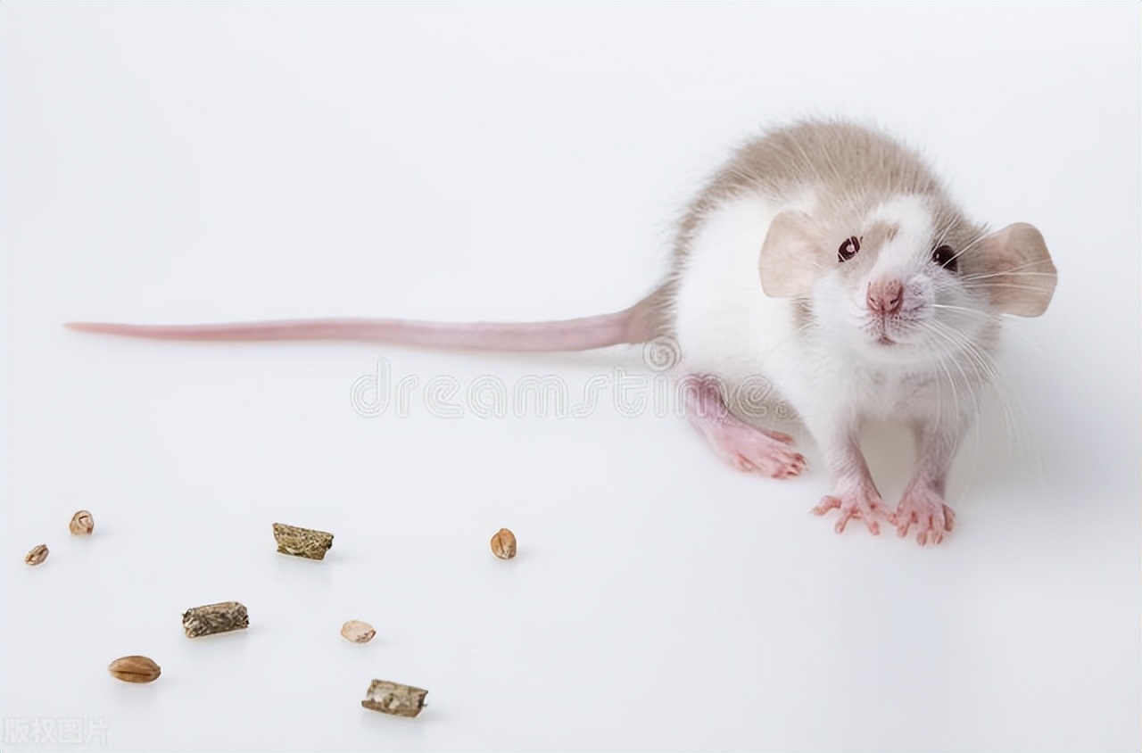 推荐灭老鼠十种方法,灭老鼠最有效的13个方法推荐