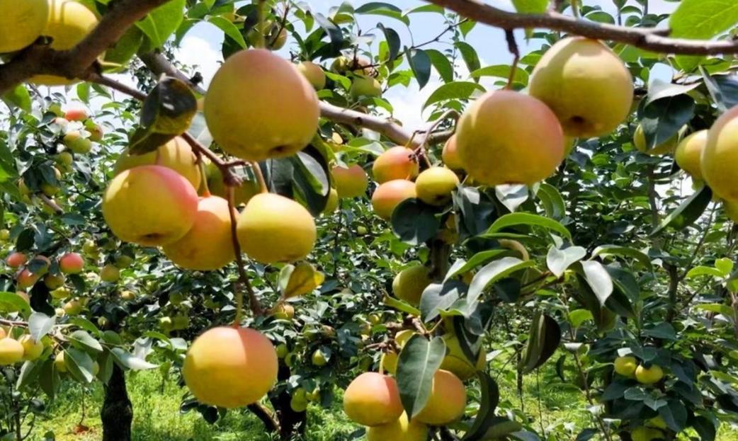 邯郸永不分梨的五粮液是真的假的,河北永不分梨生产的五粮液怎么样