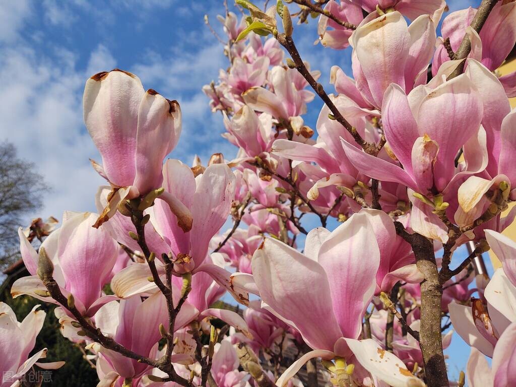 春季生发应如何调理肝脏,中医春季如何调肝养肝