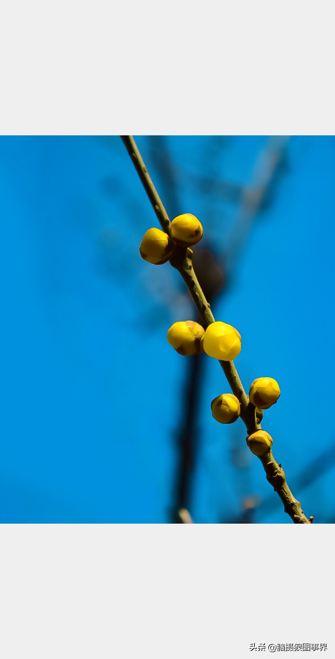 教你几个拍摄腊梅的摄影技巧干货,腊梅花怎样拍照好看