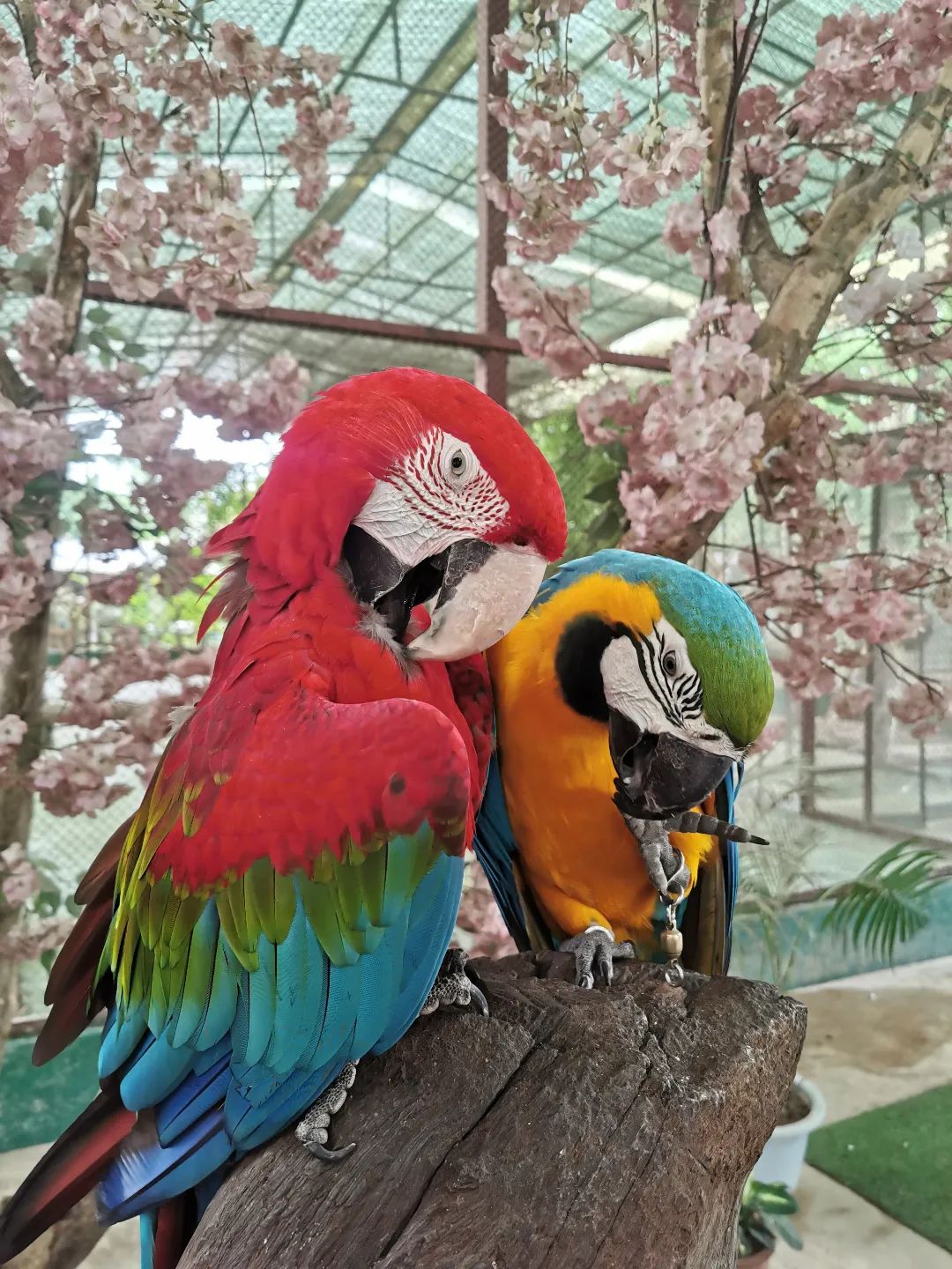 西双版纳七天六夜攻略,西双版纳五天六夜之旅完美结束