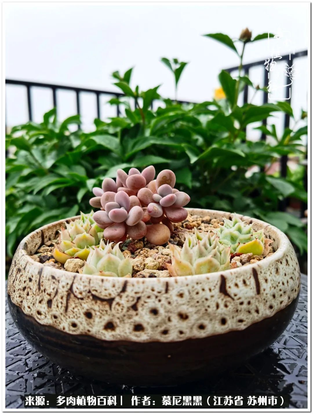 生活需要三分甜,生活需要一半禅意一半烟火