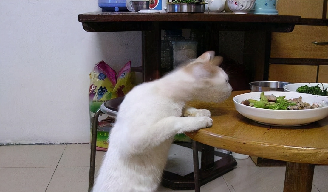 猫咪老是偷吃草然后吐,猫咪偷吃使劲打后果会怎么样