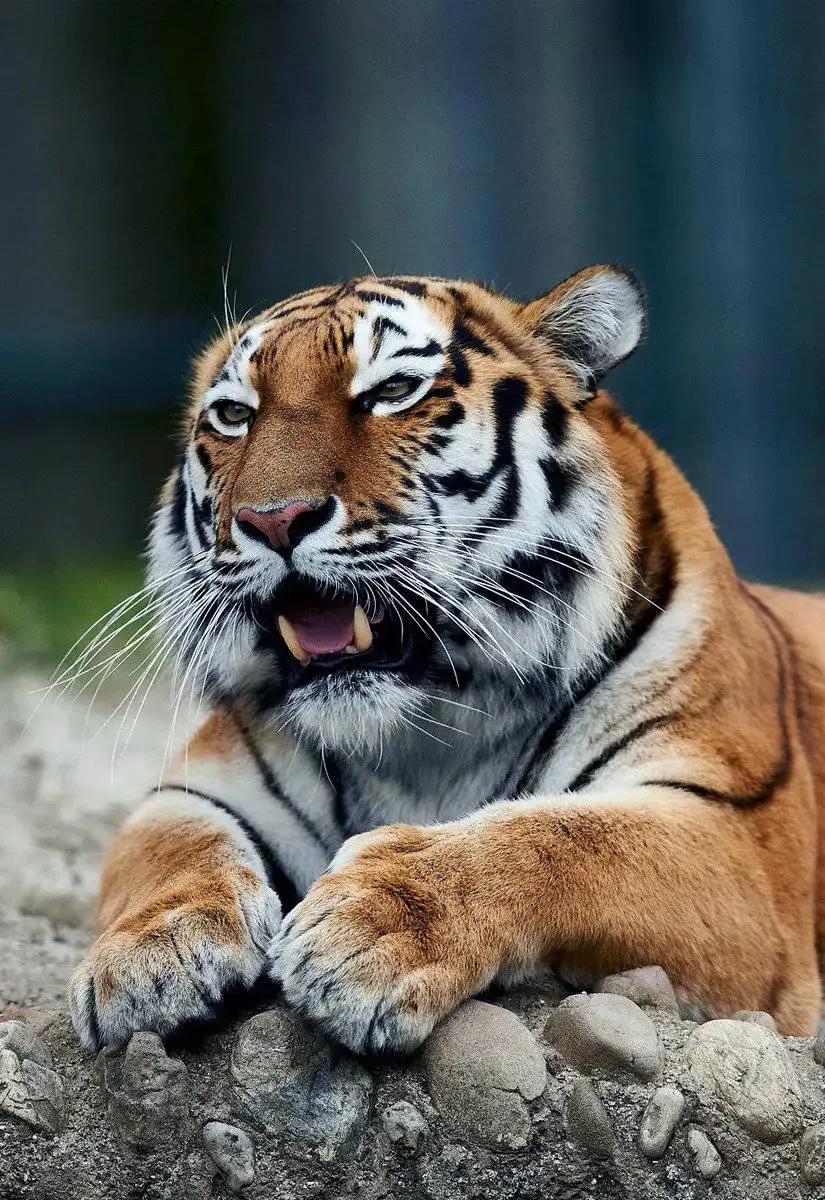 戏说老虎图文杂汇