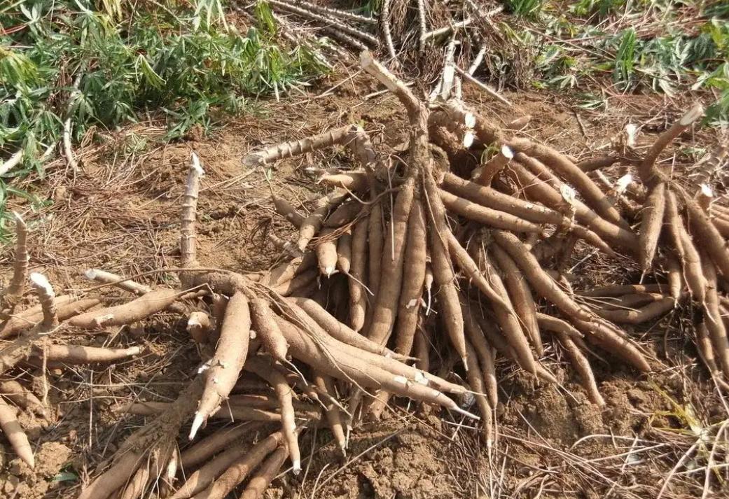 木薯粉中毒事件,木薯粉中毒