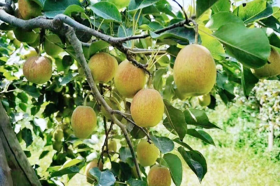 价格走高,梨果“涨声一片”,库尔勒香梨凭什么卖4元/斤的高价?