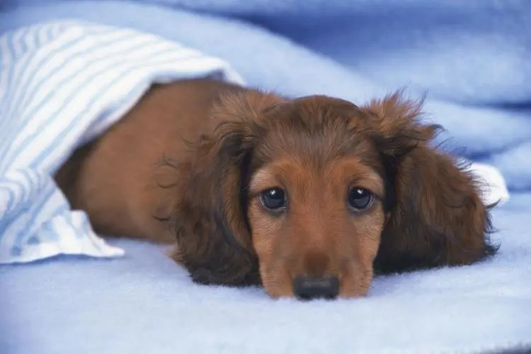 盘点6种不可思议的“异食癖”,盘点十种奇怪的异食癖