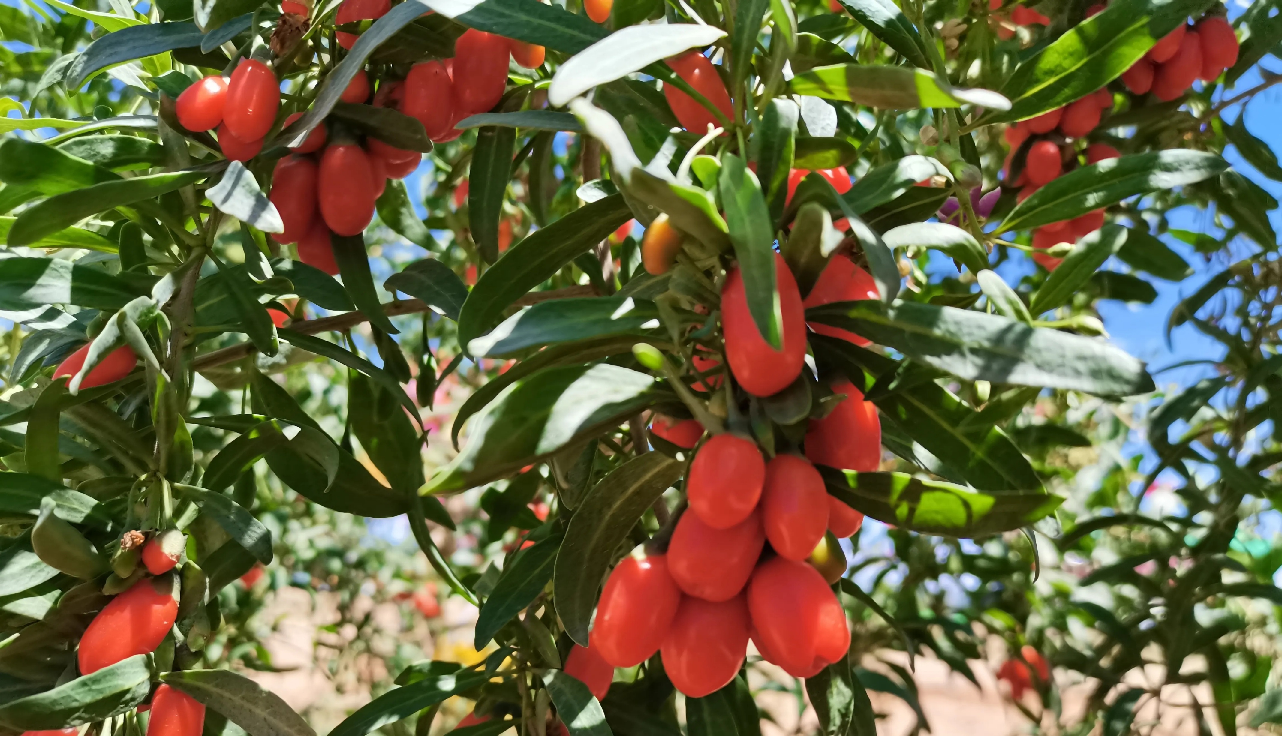黄菊花和枸杞搭配泡水有什么效果,枸杞春夏秋冬和什么搭配泡水最好