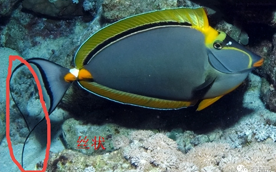 海缸入门,海缸入门背滤