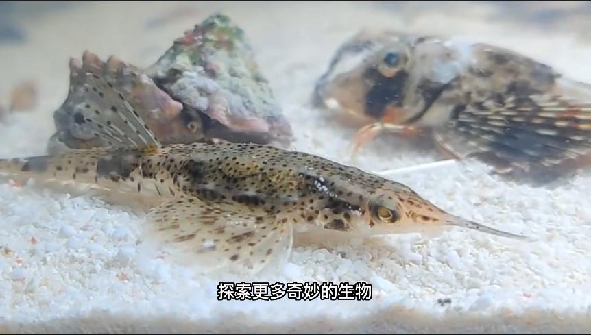 无穷小亮科普账号,无穷小亮推荐的科普博主