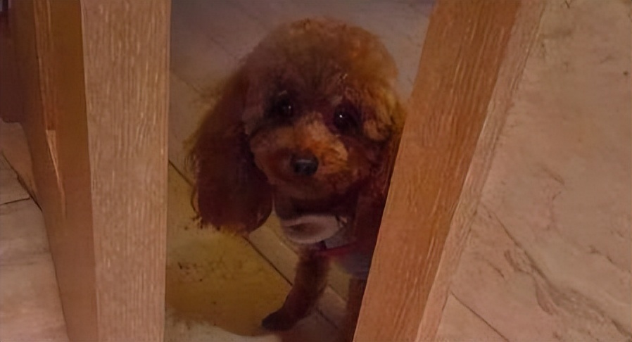 泰迪一般几个月出现流氓行为,泰迪怎么惩罚会比较有效