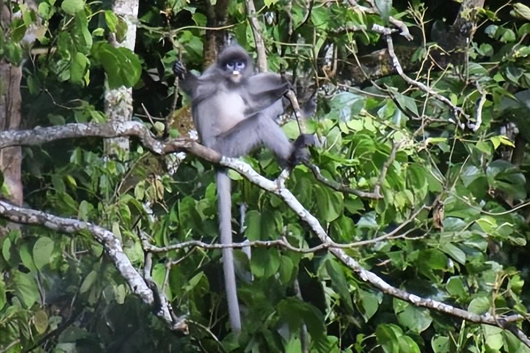 世界上最凶猛的猴子是什么样子,世界上最可怕的十种猴子排行榜