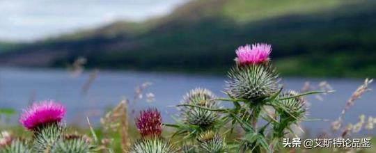 burberry经典围巾,burberry最新款围巾