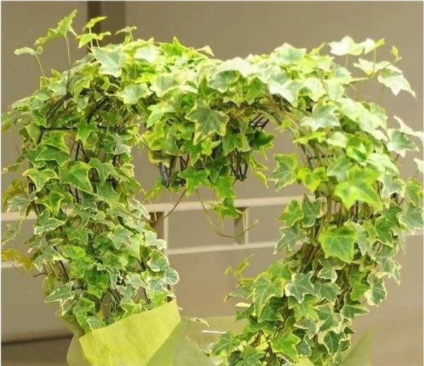 12星座专属什么植物好养,十二星座最适合养什么植物花