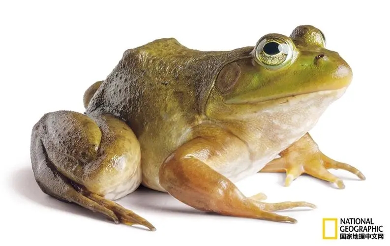 牛蛙红肚病怎么用药,牛蛙急性肠胃炎的表现症状有哪些