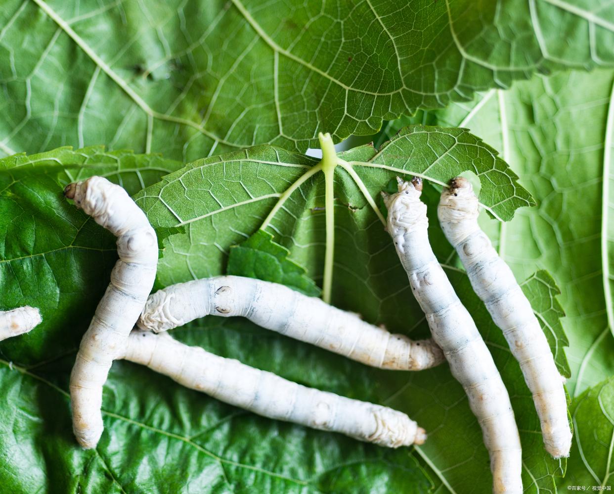 蚕不肯结茧怎么办,蚕不想吃了要怎么补救