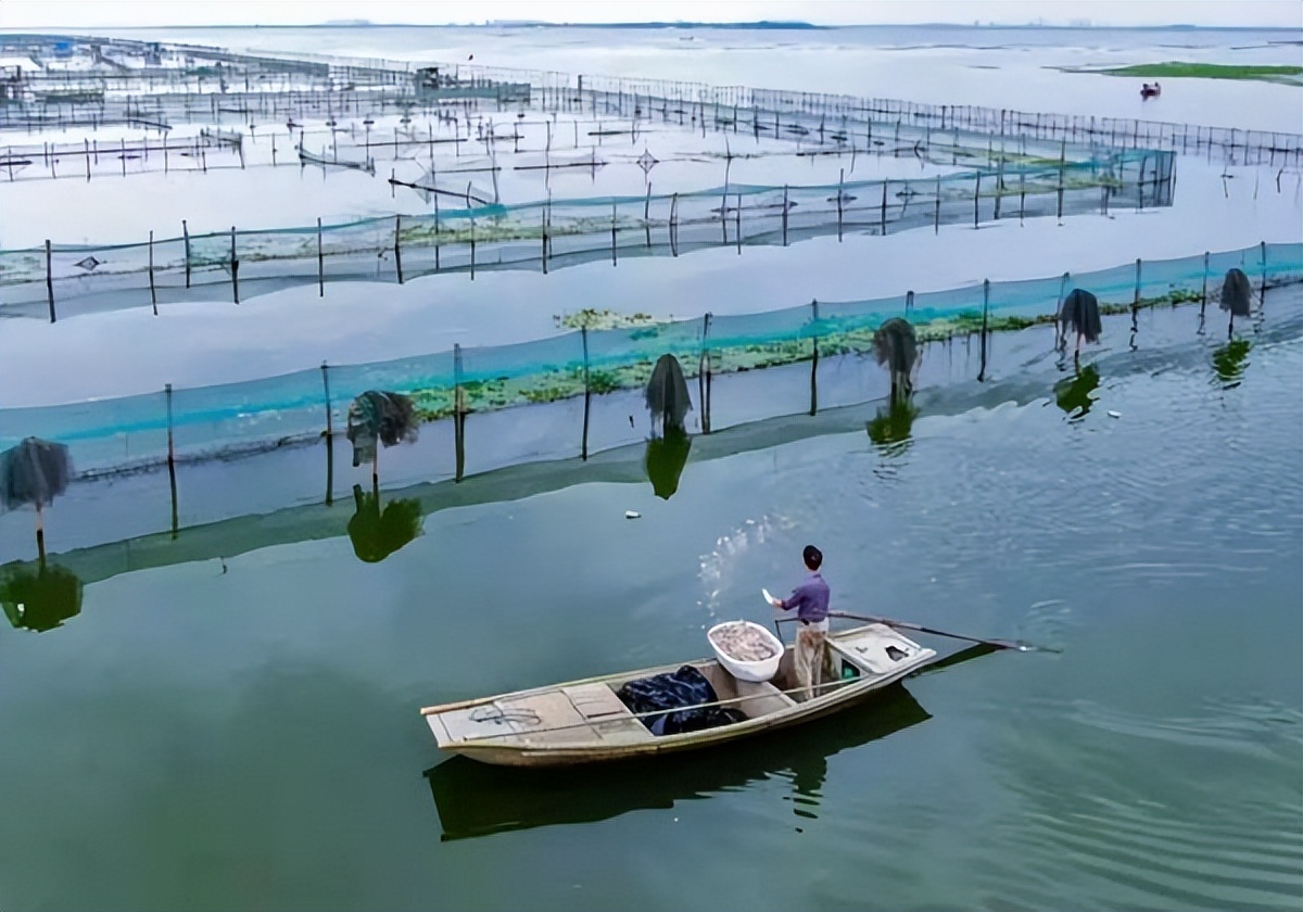 真正的阳澄湖大闸蟹一年产量多少,一年卖出300亿的阳澄湖大闸蟹