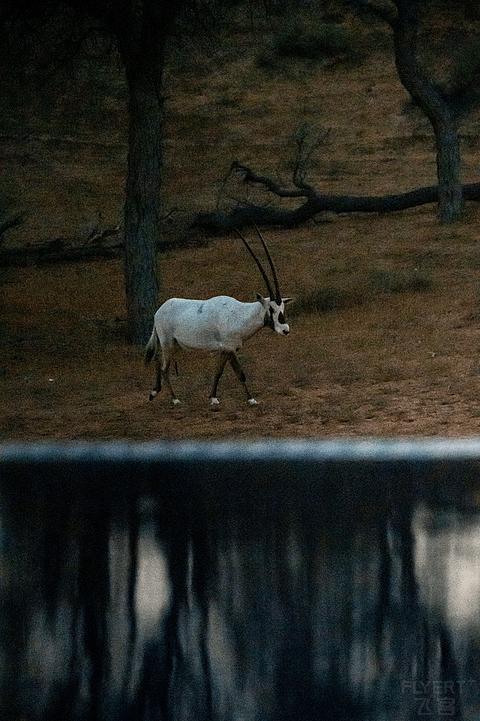 哈伊马角利兹卡尔顿,哈伊马角沙漠丽思卡尔顿酒店