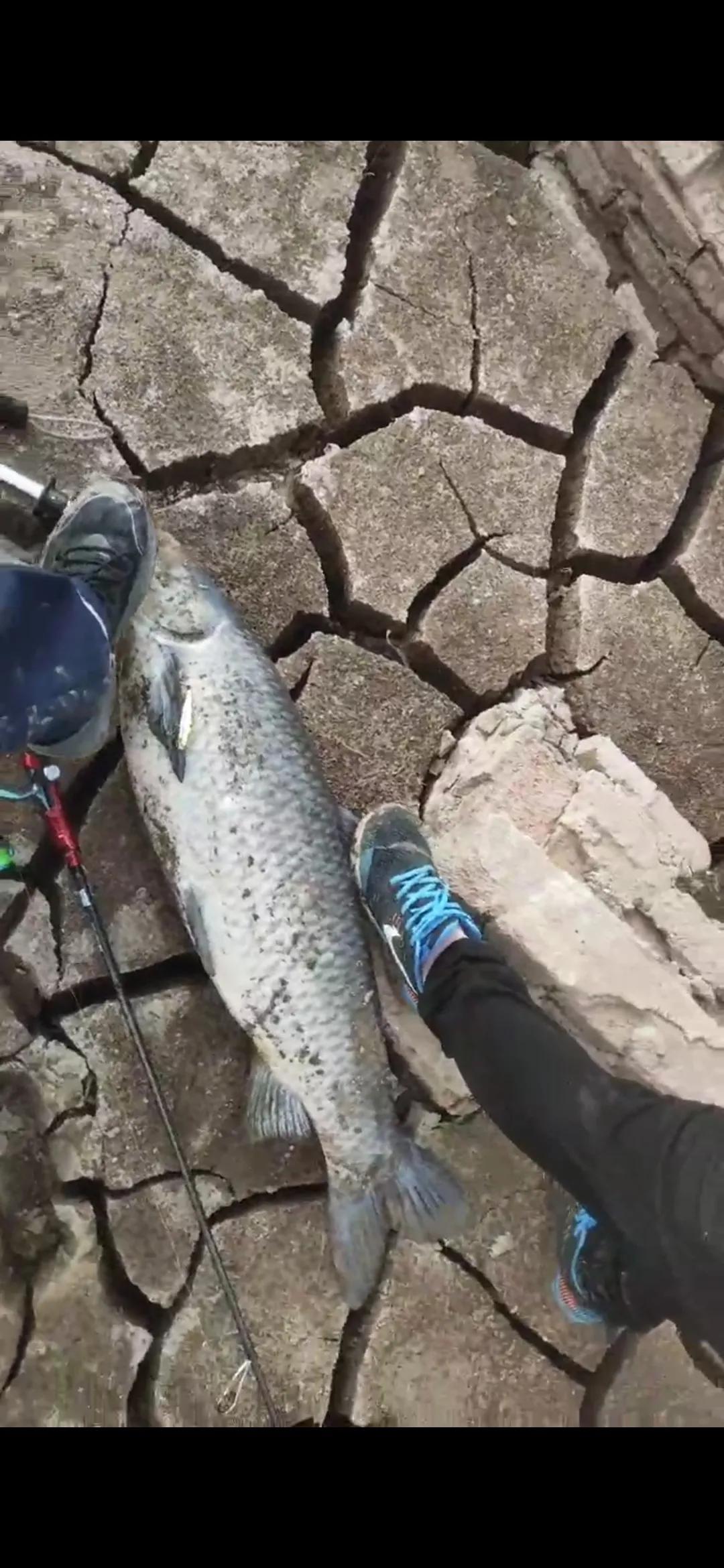 路亚钓翘嘴的正确方法和技巧,路亚翘嘴怎么钓有什么技巧和动作