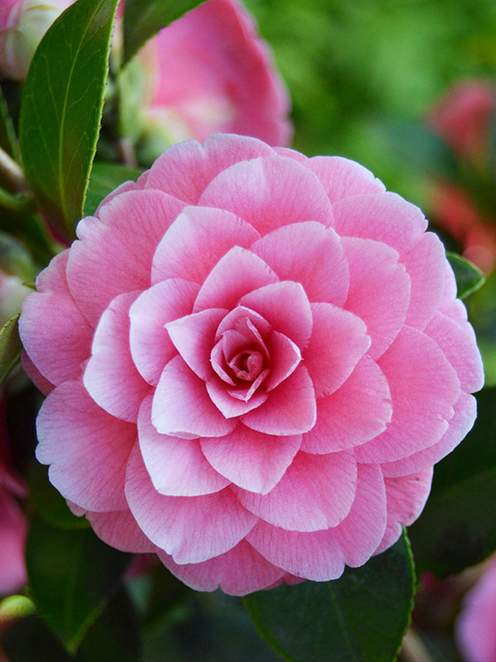 春游观赏的花有哪些,春天赏花什么花好看